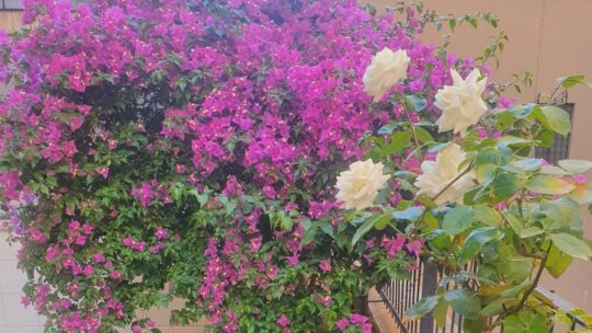Primavera